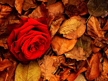 Rose in autumn, rose, autumn, nature, red HD wallpaper