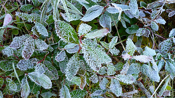 First Frost in the Forest, winter, frost, leaves, washington, cold, , mountains, forest HD wallpaper