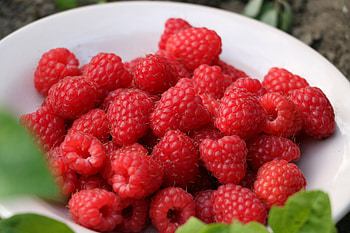 Food, Raspberry, Berries, Plate, Ripe, Harvest HD wallpaper