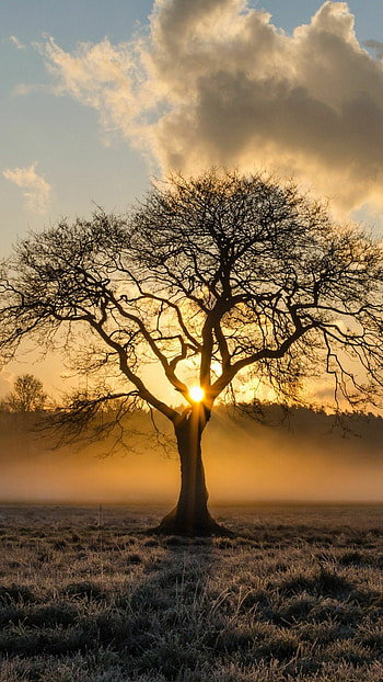 Tree, Nature, Sunrise in the Trees HD phone wallpaper