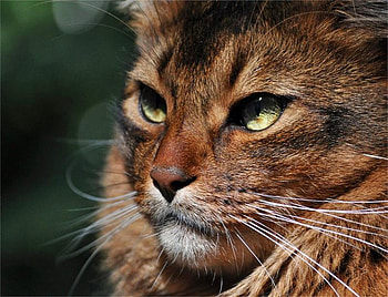 PURRFECT, whiskers, eyes, cat, beautiful, tabby, head, close up HD wallpaper