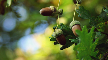 Acorns , , high definition, Fullscreen HD wallpaper