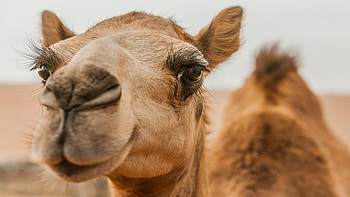 Beautiful camels, Al Dhafra festival HD wallpaper