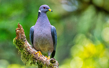 Dove, animal, nature, bird HD wallpaper