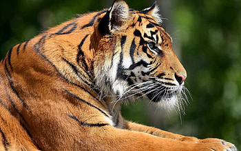 Animals, Muzzle, Big Cat, Tiger, Profile HD wallpaper