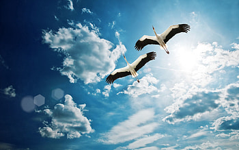 Animals, Sky, Clouds, Cranes, Couple, Pair, Flight HD wallpaper