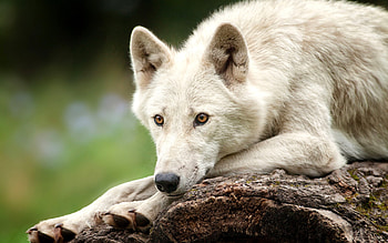 Arctic Wolf, , Arctic tranquility, Full beauty HD wallpaper