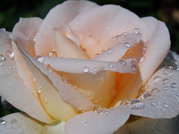 Drops, Macro, Rose Flower, Rose, Petals, Tenderness HD wallpaper
