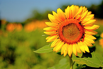 Sweet nectar, annie, nectar, sunny day, sunflower, warmth, bright, always, sunshine, positive energy, sweet, fall, vivid yellow, magnificent, summer, love, fields, nature, forever HD wallpaper