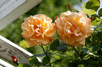 Flowers, Roses, Garden, Buds HD wallpaper