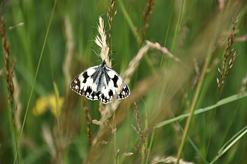 Animals, Macro, Pattern, Stains, Spots, Butterfly, Ears, Wings, Spikes HD wallpaper