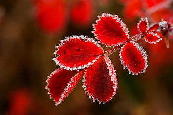 ze, winter, leaves, red HD wallpaper