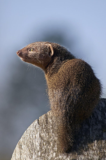 Mongoose, Animal ideas, Wild animal kingdom, Fascinating creatures HD phone wallpaper