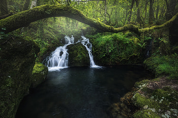 Serene Forest Waterfall, nature, waterfall HD wallpaper