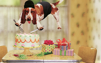 Funny, Animals, Dogs HD wallpaper