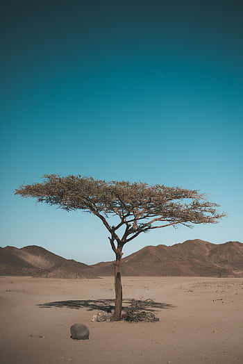 A solitary tree stands in a vast arid desert, emphasizing nature's endurance. HD phone wallpaper