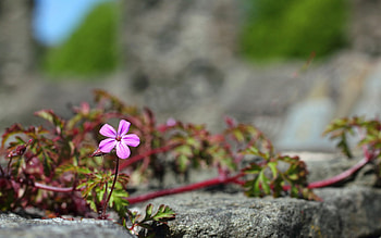 Plants, Flowers HD wallpaper