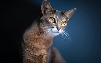 Animals, Background, Cat, Muzzle, Blur, Smooth HD wallpaper