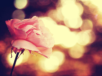 Pink Flower Lomo, rose, abstract, lomo, nature, effects HD wallpaper