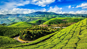 Kerala forests, Lush greenery, Biodiversity hotspot, Pristine wilderness HD wallpaper