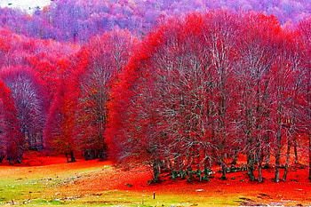 November, colorful, fall, colors, leaves, reflection, mirrored, branches, trees, autumn, nature, foliage HD wallpaper