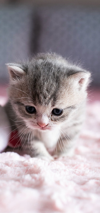 Pocket Purr: Cute Kitten , kitten, Animal, cat HD phone wallpaper