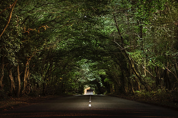 Trees, Miscellanea, Miscellaneous, Road, Asphalt, Branches, Tunnel HD wallpaper