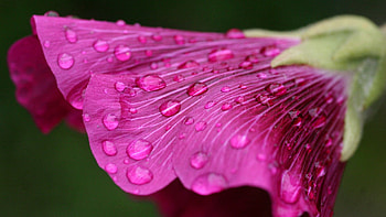 Drops, Flower, Macro, Bud, Dew HD wallpaper
