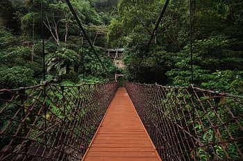 Nature, Trees, Bridge, Suspension, Hanging, Weaving, Braiding HD wallpaper