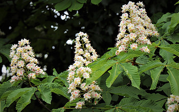 Chestnut Blossoms, chestnut, spring, blossoms, tree HD wallpaper
