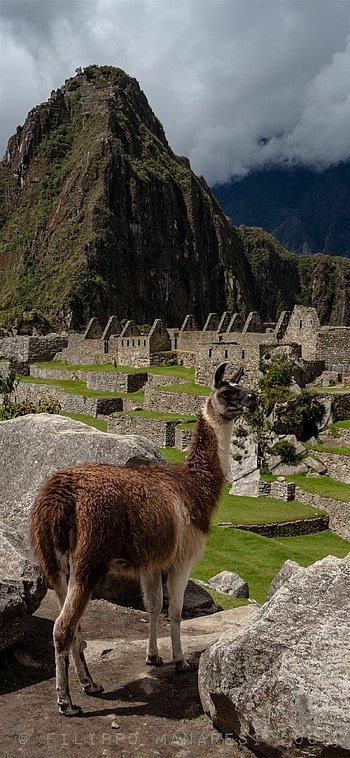 Machu Picchu, Backgrounds and more, Beautiful place to visit, Picchu background HD phone wallpaper
