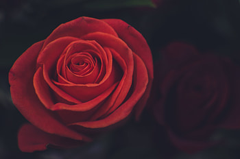 Flowers, Rose Flower, Rose, Petals, Bud HD wallpaper