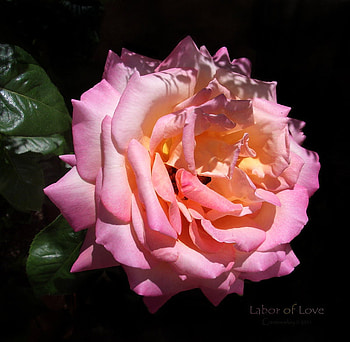 labor_of_love, rose, pink, 3d, flower HD wallpaper