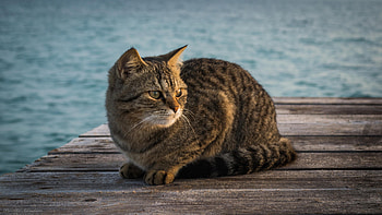 Animals, Sit, Cat, Striped, Wharf, Berth HD wallpaper