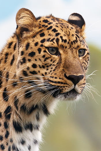 A captivating close-up of a leopard's face showcasing its sharp gaze and vibrant fur in a natural setting. HD phone wallpaper