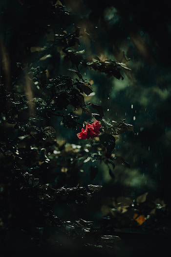 Flowers, Rain, Drops, Bush, Flower, Dark HD phone wallpaper
