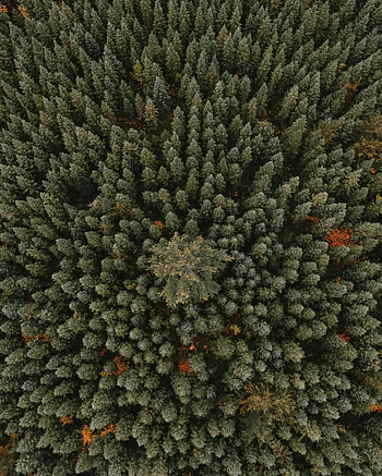 Nature, Trees, View From Above, Forest, Ornament HD phone wallpaper