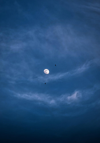 Nature, Birds, Night, Clouds, Moon HD phone wallpaper