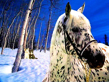 Appaloosa Horse, Spotted Horses, Appaloosa, Beautiful horses, Horses HD wallpaper