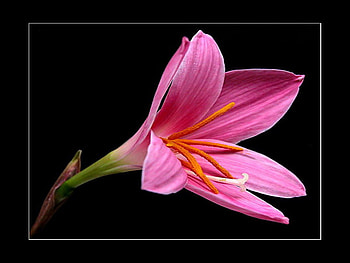 pink beauty, soft, pink, beauty, flower HD wallpaper