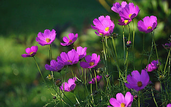 Cosmos Flowers, Latvia, purple, plants HD wallpaper