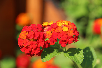 Rhodes, reds, paradise, vibrant colours, beauty HD wallpaper