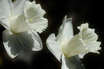 DAFFODILS ON BLACK, FLOWERS, WHITE, NATURE, DAFFODILS HD wallpaper