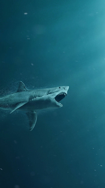 Shark , Shark-inspired designs, Shark-themed background, Captivating shark HD phone wallpaper