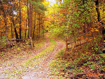 Scenic Trail, Arkansas, trees, autumn, trail, leaves HD wallpaper