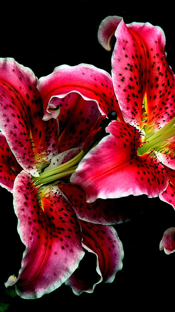 Earth lily, Natural wonder, Earthy colors, Nature HD phone wallpaper
