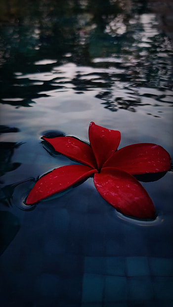 flower, petal, liquid, dark, water HD phone wallpaper