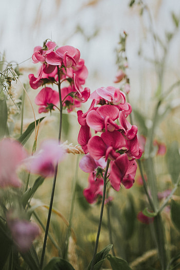 Flowers, Pink, Blur, Smooth, Bloom, Flowering, Geranium HD phone wallpaper