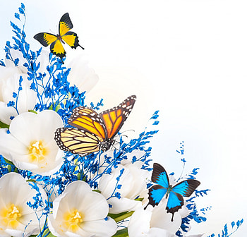 Flowers & Butterflies, butterflies, beautiful, flowers, spring, blossom HD wallpaper