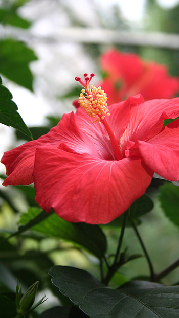 Hibiscus, Hibiscus Flower HD phone wallpaper